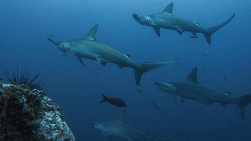 Galapagos Islands Scuba Diving